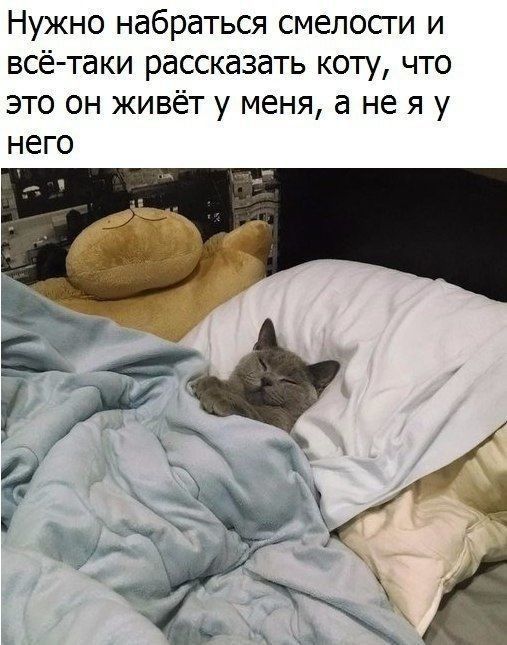 Нужно набраться смелосги и всё таки рассказать коту что это он живёт у меня а не я у него