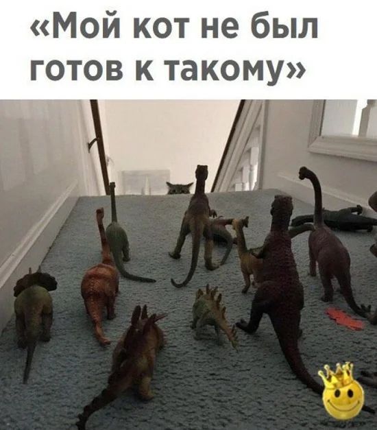 Мой кот не был готов к такому