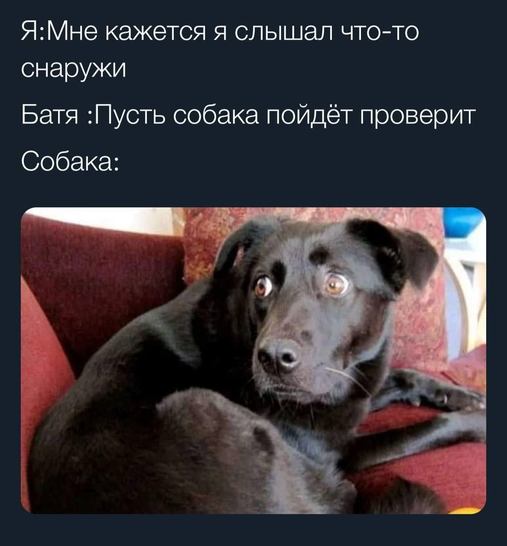 ЯМне кажется я слышал чтото снаружи Батя Пусть собака пойдёт проверит Собака