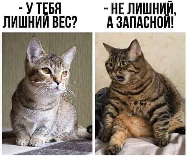 У ТЕБЯ НЕ ЛИШНИЙ ЛИШНИИ ВЕС А ЗАПАВНПИ