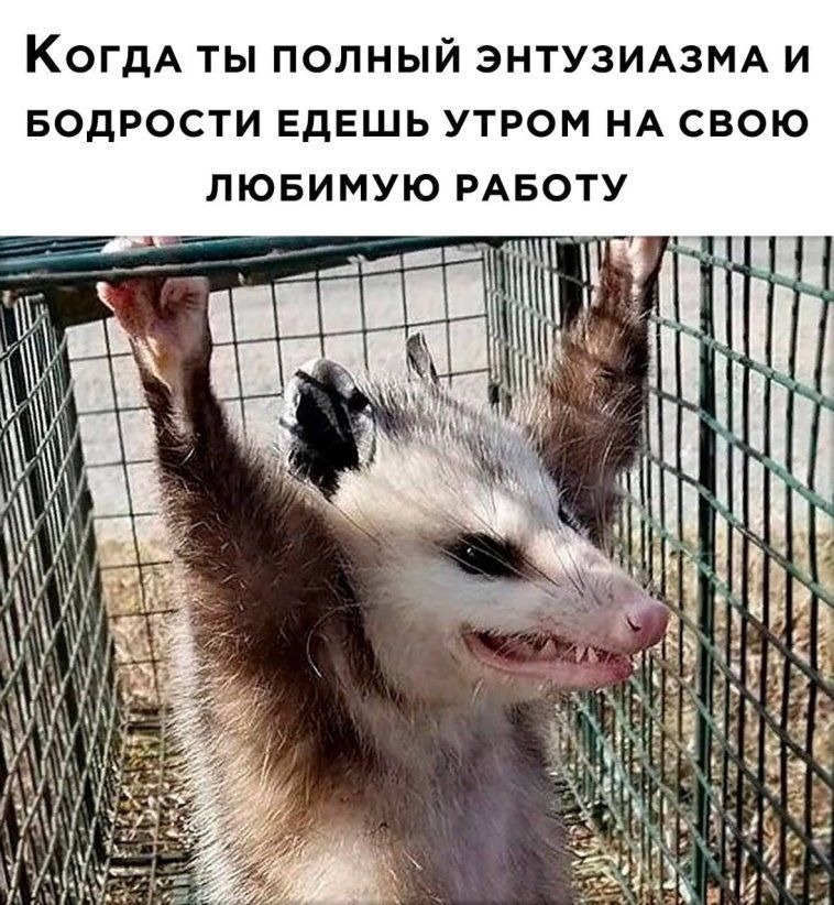 КОГДА ТЫ ПОЛНЫЙ ЭНТУЗИАЗМА И БОДРОСТИ ЕДЕШЬ УТРОМ НА СВОЮ ЛЮБИМУЮ РАБОТУ