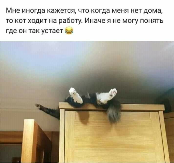 Мне иногда кажется что когда меня нет дома то кот ходит на работу Иначе я не могу понять где он так устает