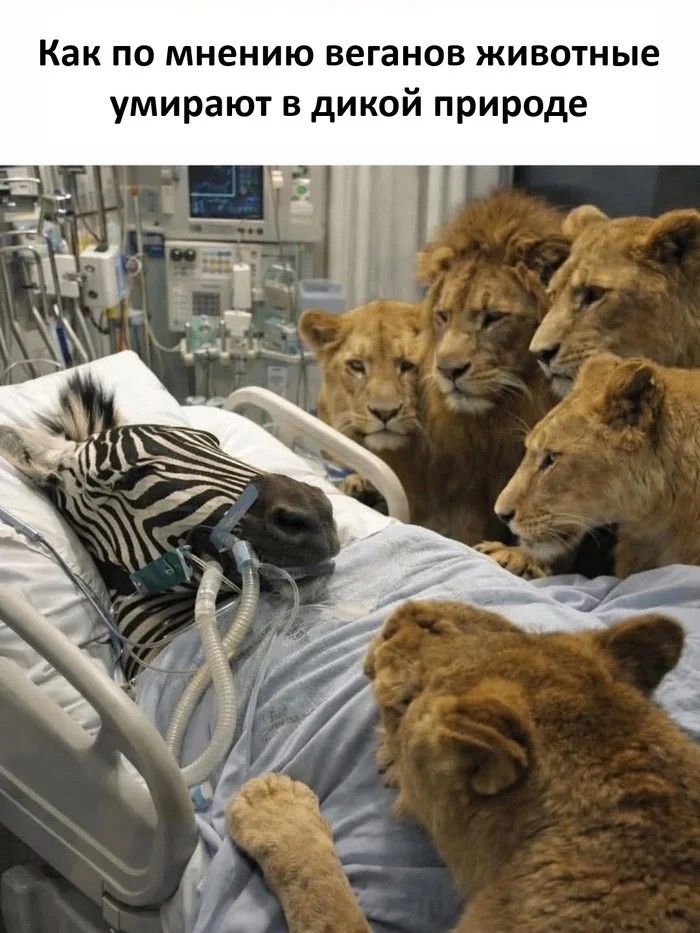 Как по мнению веганов животные умирают в дикой природе