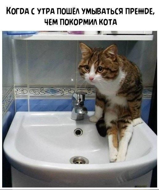 КОГВА ПРА ПОШЁА МЫВАТЬСЯ ПРЕПЮЕ ЧЕМ ПОКОРМИА КОТА