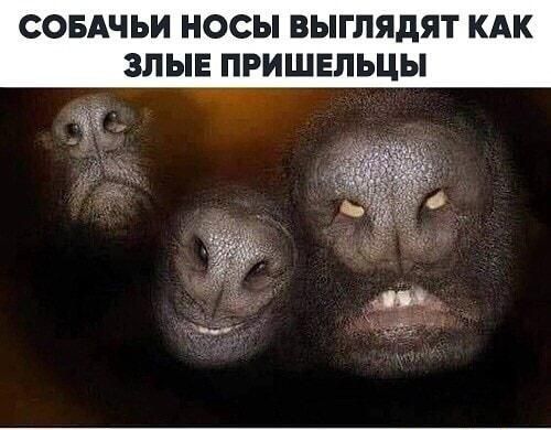 СОБАЧЬИ НОСЫ ВЫГЛЯДЯТ КАК ЗЛЫЕ ПРИШЕЛЬЦЫ