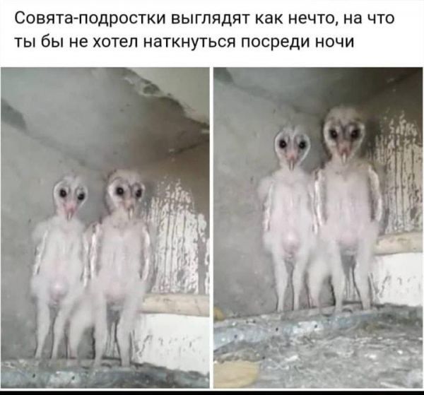 СОВЯТа ПОДРОСТКИ ВЫГЛЯДЯТ как НЕЧТО на ЧТО ТЫ бы не ХОТЕЛ НЭТКНУТЬСЯ посреди НОЧИ