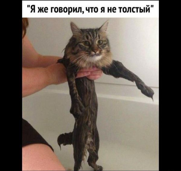 Я же говорилчто я не толстый