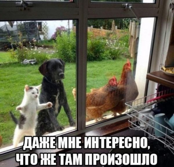 ддНЕ ИНТЕРЕЁНШ _ аЧТ ЖЕ ТАМ РВИЗПШПШ