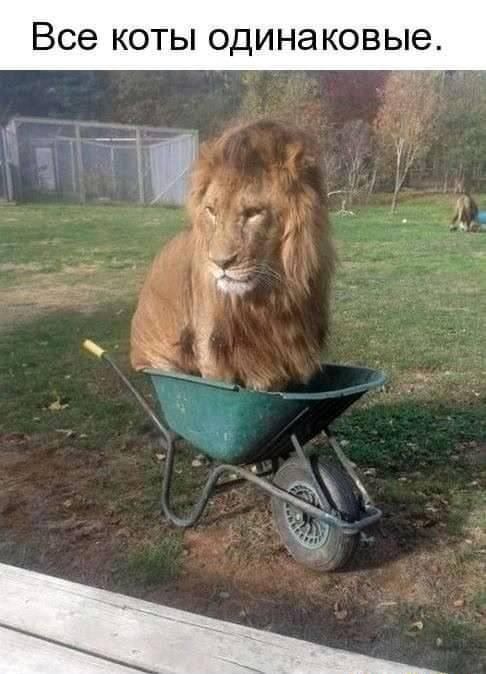 Все КОТЫ ОДИНЭ КОВЫЭ