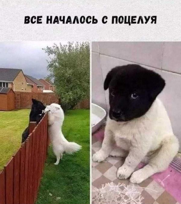 ВСЕ НАЧАЛОСЬ с ПОЦЕАУЯ