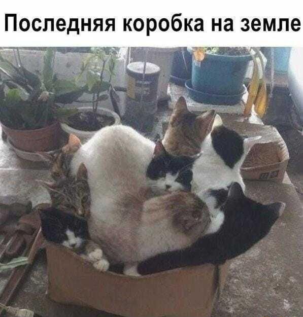 последняя коробка на земле тг тг