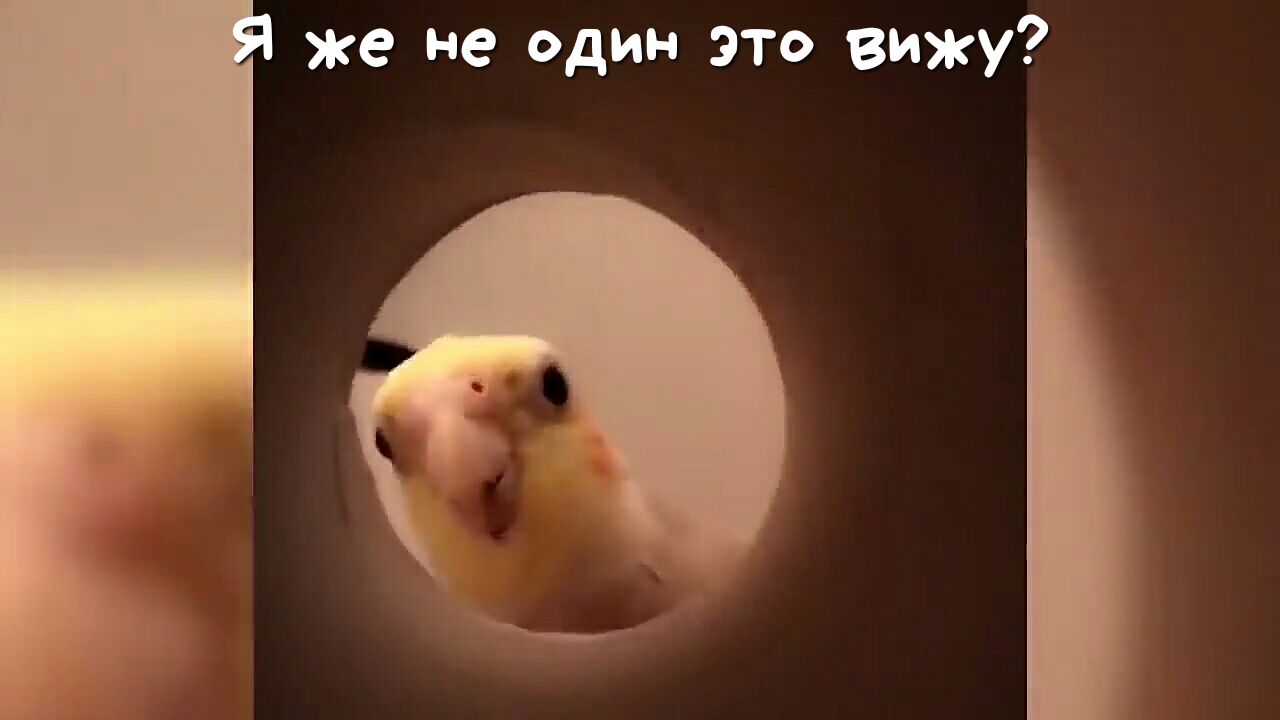 же не один это вижу