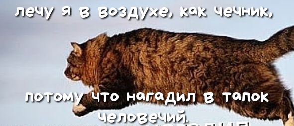 дачу зажила мы Чечни