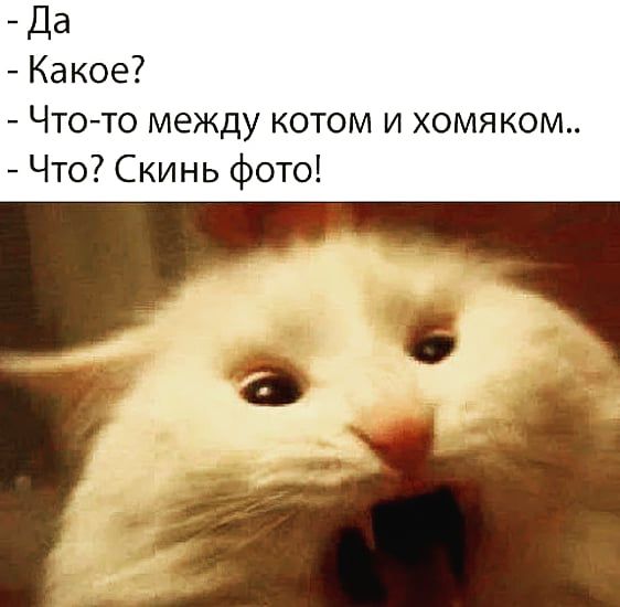 _ Да Какое Что то между котом и хомяком Что Скинь фото