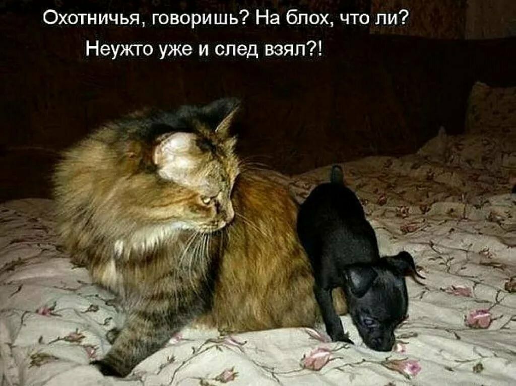 Охотничья говоришь На блох что ли Неужго уже и след взял