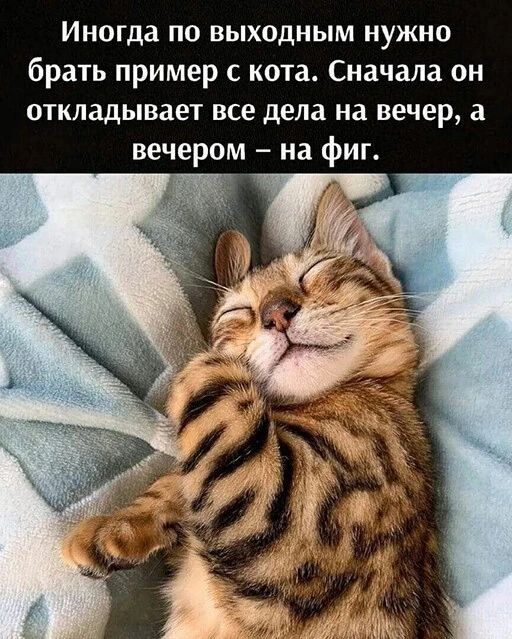 Иногда по выходным нужно брать пример с кота Сначала он откладывает все дела на вечер а вечером на фиг