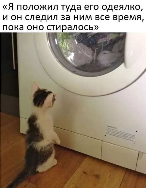 Я положил туда его одеялко и он следил за ним все время пока оно стиралось