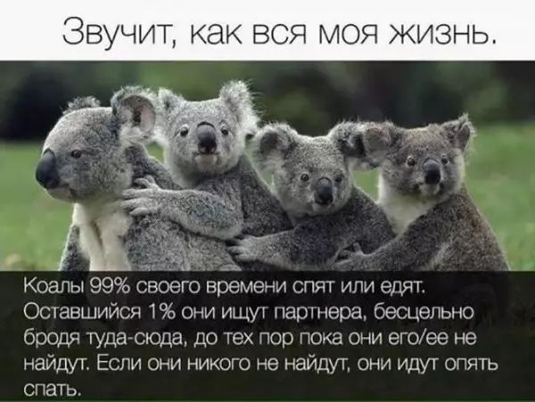 99 ь Осипмсн 1 и магмы камыш до Щ кмъишъее не мид ШМ ши никон э наши ши иди о іь