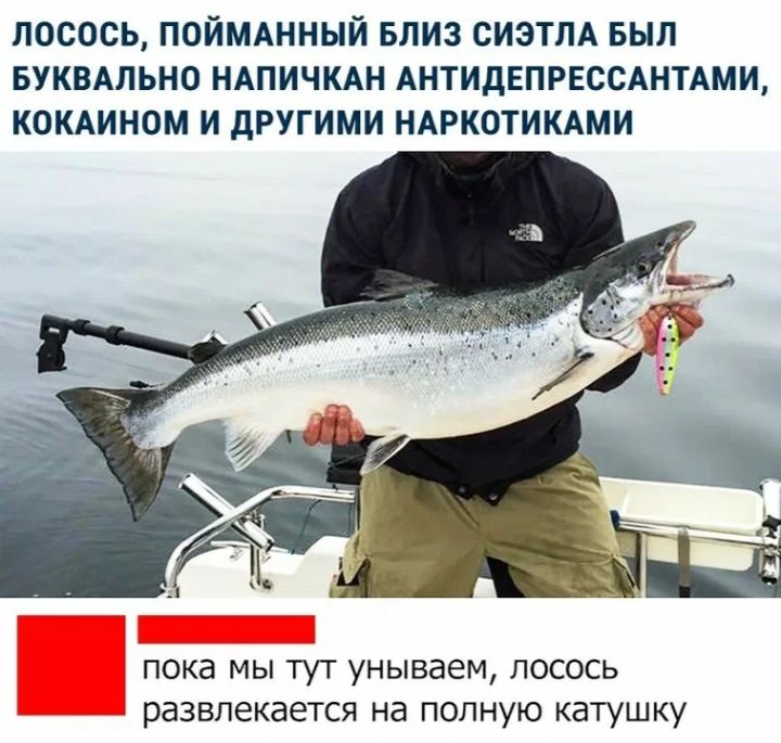 ЛОСОСЬ, ПОЙМАННЫЙ БЛИЗ СИЭТЛА БЫЛ БУКВАЛЬНО НАПИЧКАН АНТИДЕПРЕССАНТАМИ, КОКАИНОМ И ДРУГИМИ НАРКОТИКАМИ

пока мы тут унываем, лосось развлекается на полную катушку