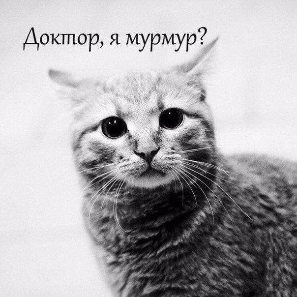 Доктор я мурмур