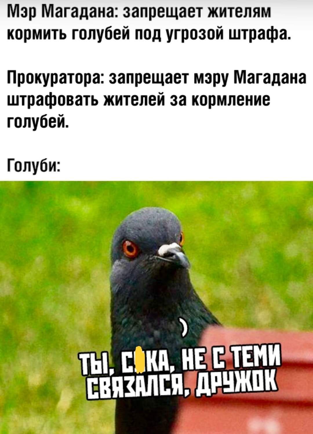 Мэр Магадана запрещает жителям кормить голубей под угрозой штрафа Прокуратора запрещает мэру Магадана штрафовать жителей за кормление голубей Голуби