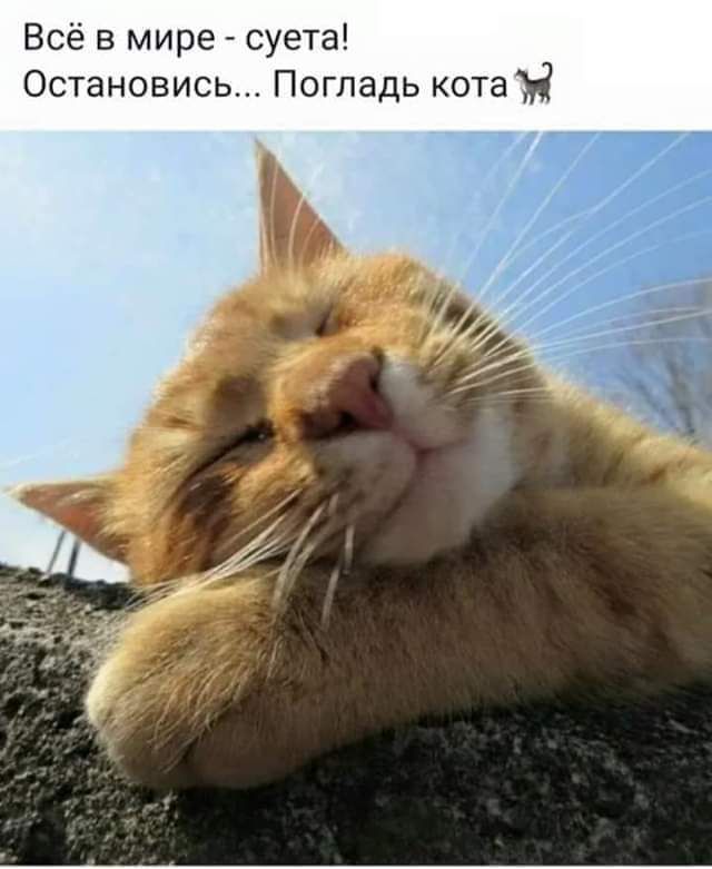 Всё в мире суета Остановись Погладь кота у