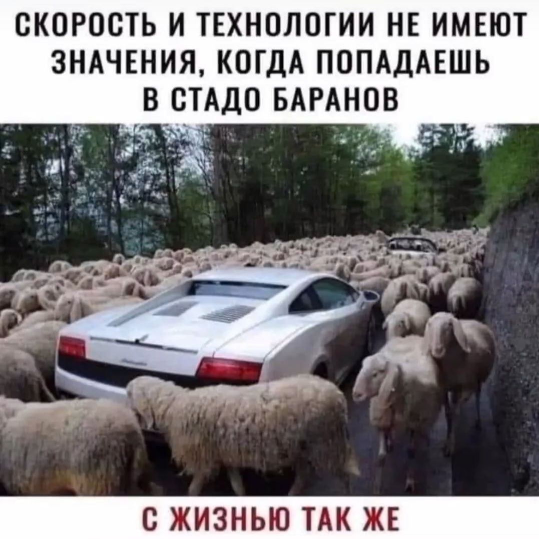 СКОРОСТЬ И ТЕХНОЛОГИИ НЕ ИМЕЮТ ЗНАЧЕНИЯ, КОГДА ПОПАДАЕШЬ В СТАДО БАРАНОВ С ЖИЗНЬЮ ТАК ЖЕ
