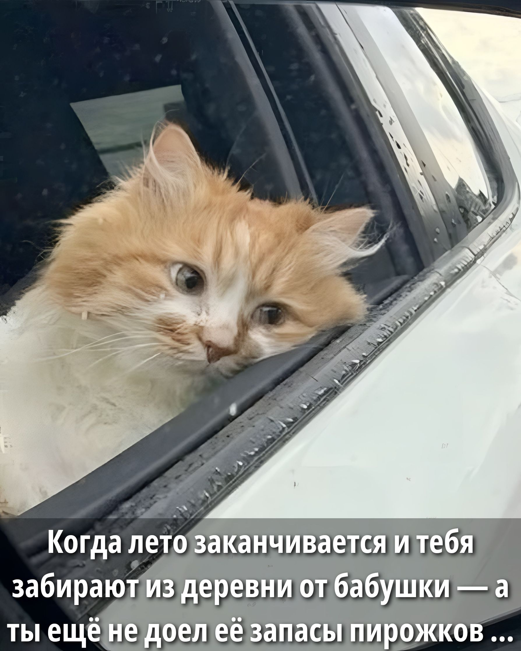 Когда лето заканчивается и тебя забирают из деревни от бабушки — а ты ещё не доел её запасы пирожков ...