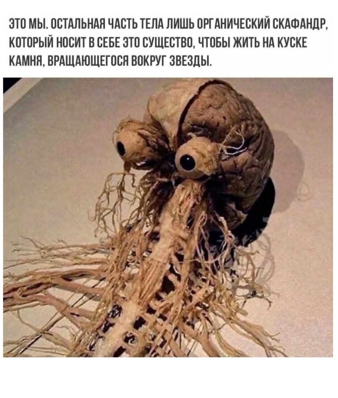 ЭТО МЫ. ОСТАЛЬНАЯ ЧАСТЬ ТЕЛА ЛИШЬ ОРГАНИЧЕСКИЙ СКАНФАНДР, КОТОРЫЙ НОСИТ В СЕБЕ ЭТО СУЩЕСТВО, ЧТОБЫ ЖИТЬ НА КУСКЕ КАМНЯ, ВРАЩАЮЩЕГОСЯ ВОКРУГ ЗВЕЗДЫ.