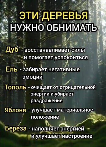 Эти деревья нужно обнимать
Дуб - восстанавливает силы и помогает успокоиться
Ель - забирает негативные эмоции
Тополь - очищает от отрицательной энергии и убирает раздражение
Яблоня - улучшает материальное положение
Береза - наполняет энергией и улучшает настроение