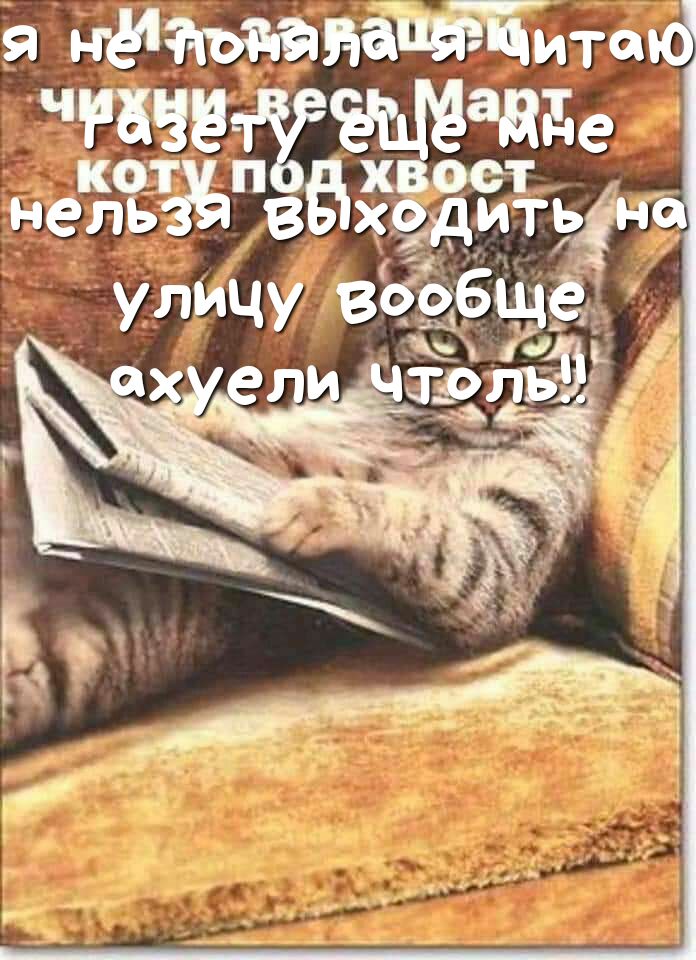 Я Биттд ПЧЁЧЁЁЁЁёадэТ е кот хвост нель хедить _ улицу вбрбщё _ 15