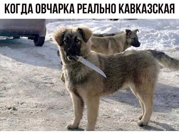 КОГДА ПВЧАРКА РЕА_ЛЬН0 КАВКАЗСКАЯ