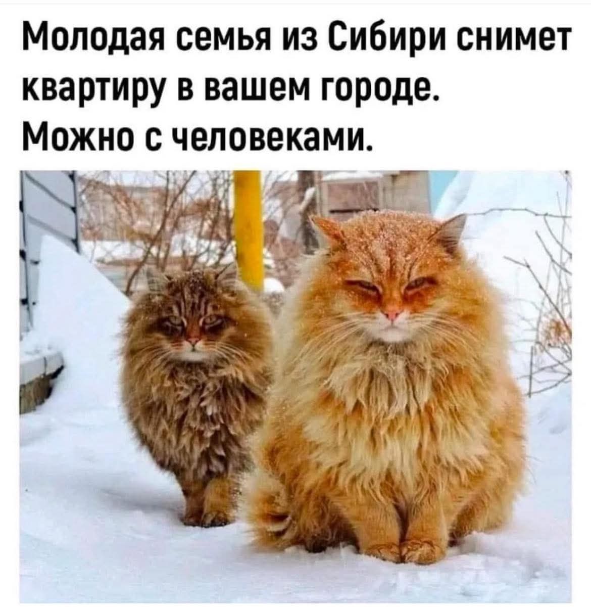Молодая семья из Сибири снимет квартиру в вашем городе. Можно с людьми.