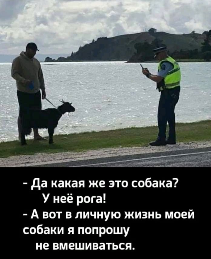 Да какая же это собака У неё рога А вот в личную жизнь моей собаки я попрошу не вмешиваться