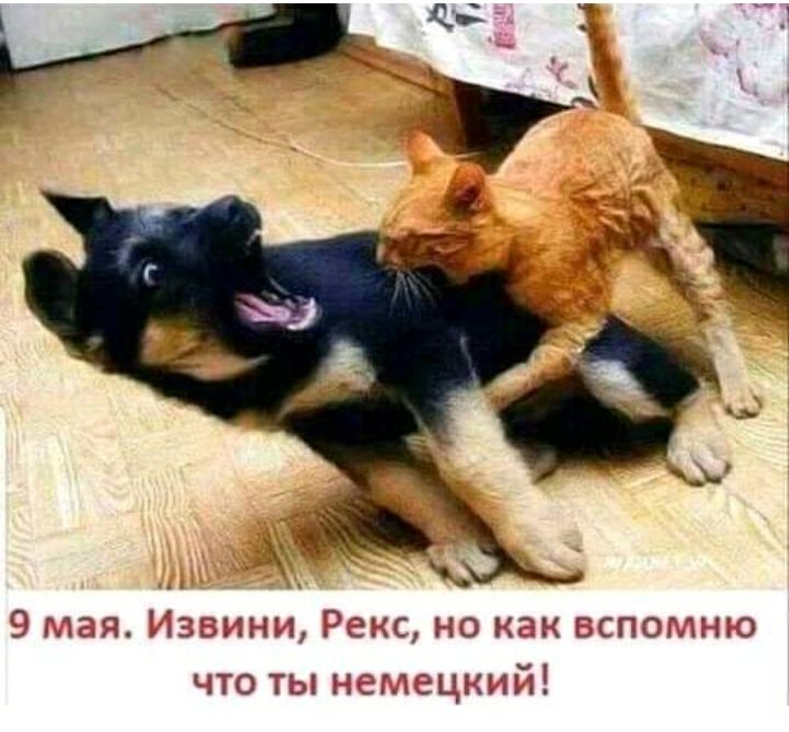 1 Рекс но и ЗБЧД ГМ БСПОГЛЕНЭ