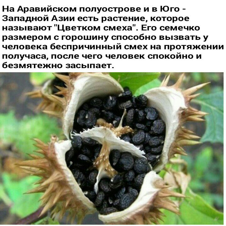 На Аравийском полуострове и в Юго Западной Азии есть растение которое называют Цветком смеха Его семечко размером с горошину способно вызвать у человека беспричинный смех на протяжении получаса после чего человек спокойно и безмятежно засыпает