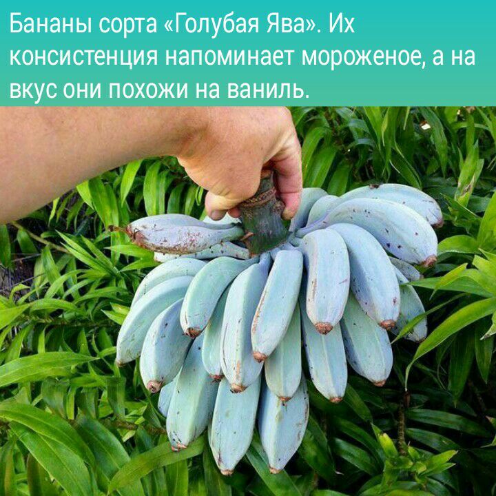 Бананы сорта Голубая Ява Их консистенция напоминает мороженое а на вкус они похожи на ваниль
