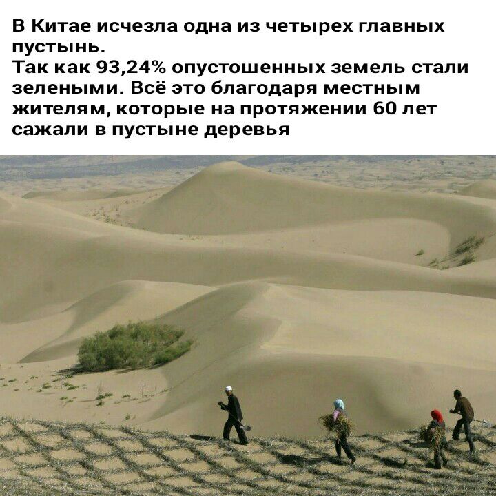 В Китае исчезла одна из четырех главных пустынь Так как 9324 опустошенных земель стали зелеными Всё ЭТО благодаря местным жителям КОТОРЬіе на ПРОТЯЖеНИИ 60 лет сажали В ПУСТЬіНе деревья