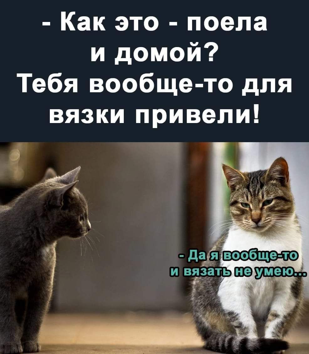 Как это поела и домой Тебя вообще то для вязки привели