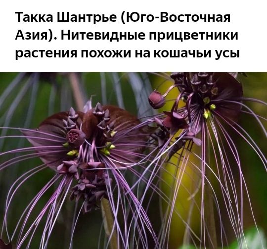 Такка Шантрье Юго Восточная Азия Нитевидные прицветники растения похожи на кошачьи усы