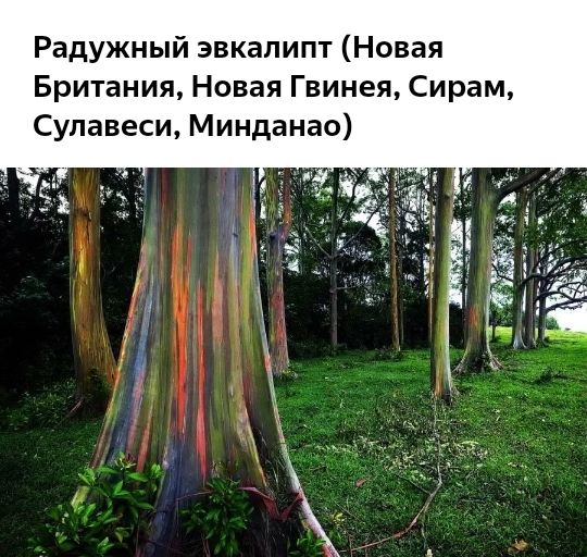 Радужный эвкалипт Новая Британия Новая Гвинея Сирам Сулавеси Минданао