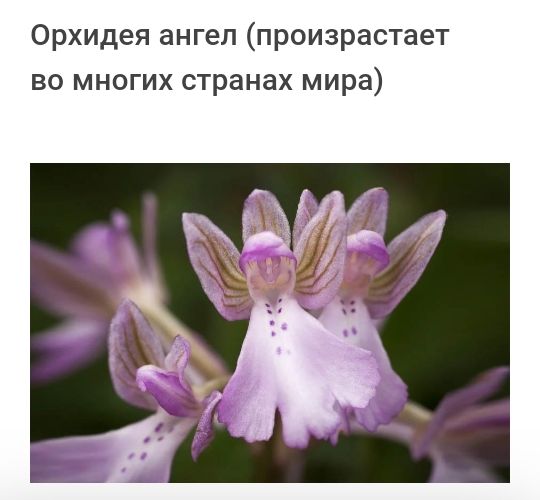 Орхидея ангел произрастает во многих странах мира
