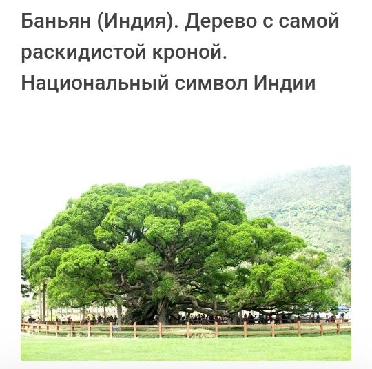 Баньян Индия Дерево с самой раскидистой кроной Национальный символ Индии