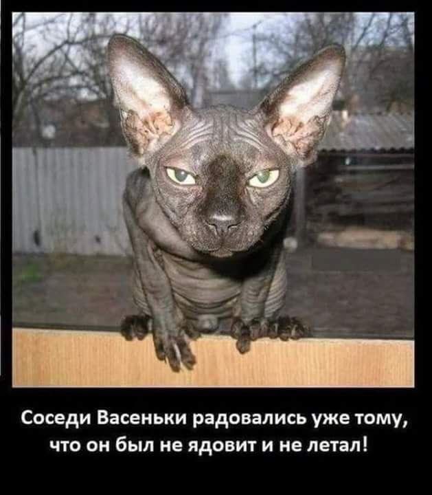 Соседи Васеньки радовались уже тому что он был не ядовит и не летал