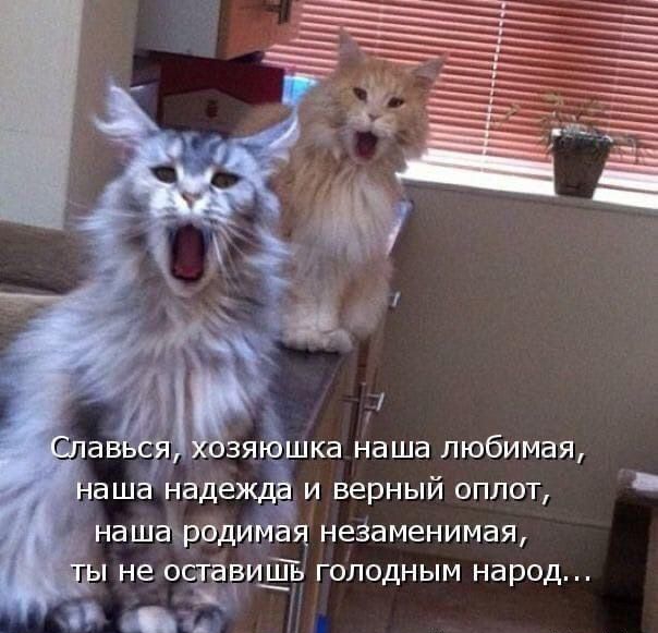 зякЁшка наша любимая аша надежда и верный оплот нашаьрадимая незаменимая не оотаеищт голодным народ