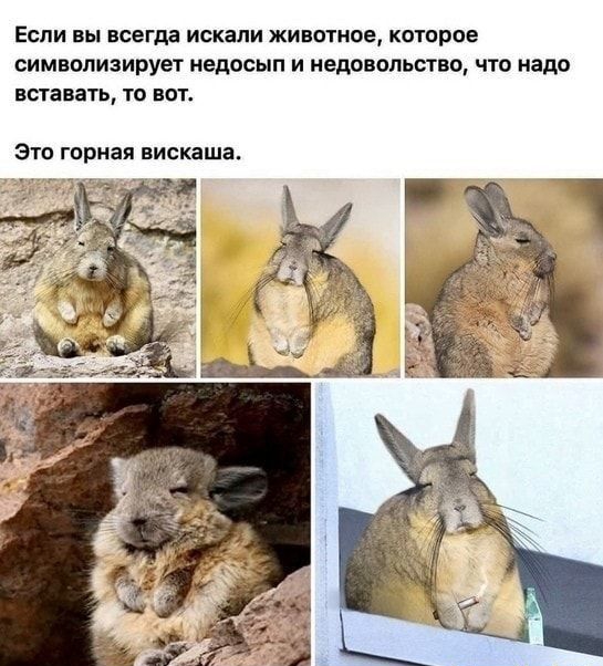 Если вы всегда искали животное которое СИМВОЛИЗИРУЁТ недосып И недовольство ЧТО надо вставать то вот Зто горная вискаша