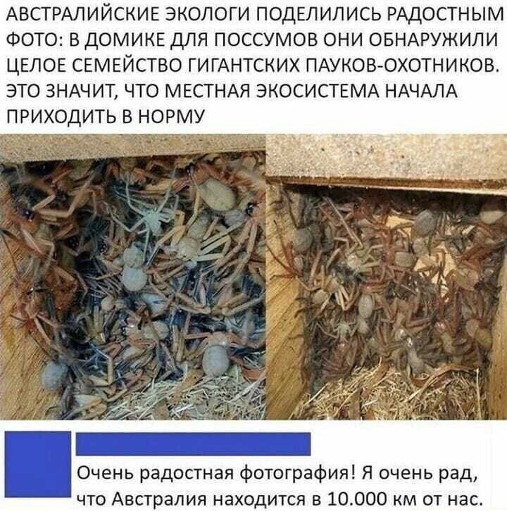 Австралийские экологи поделились радостным фото: в домике для поссумов они обнаружили целое семейство гигантских пауковохотников. Это значит, что местная экосистема начала. Приходить в норму оиетои: . Очень радостная фотография! Я очень рад, что австралия находится в 10.000 км от нас.