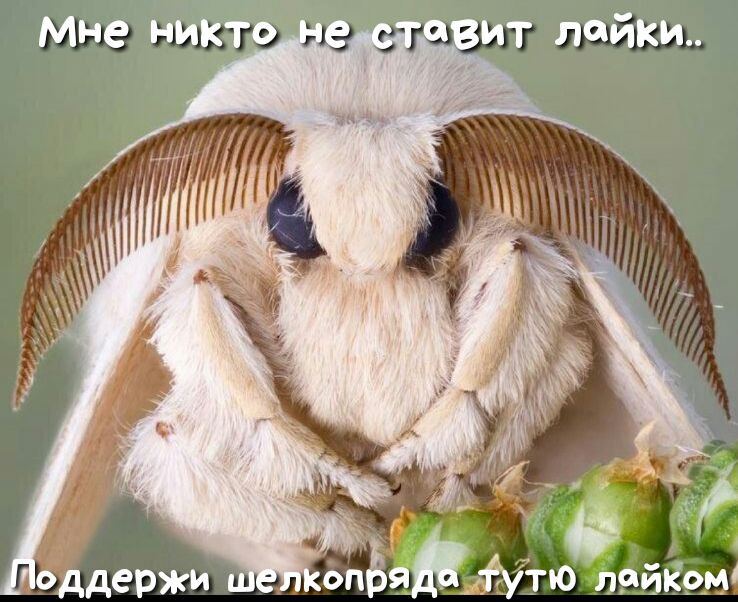 Мне никтгд ит пайки _ оддержи одёяй утЮЁФйКрш