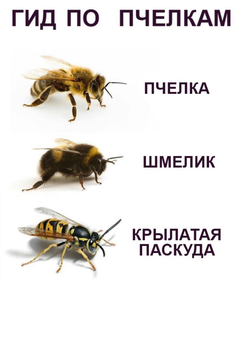 ГИД ПО ПЧЕЛКАМ С ПЧЕЛКА шмвпик КРЫЛАТАЯ _ ПАСКУДА