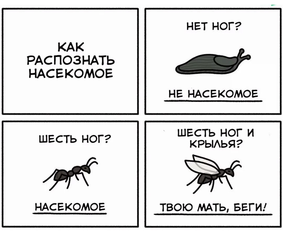 КАК РАСПОЗНАТЬ НАСЕКОМОЕ ШЕСТЬ НОГ НАСЕКОМОЕ НЕТ НОГ НЕ НАСЕКОМОЕ ШЕСТЬ НОГ И КРЫАЬЯ Ж ТВОЮ МАТЬ БЕГИ